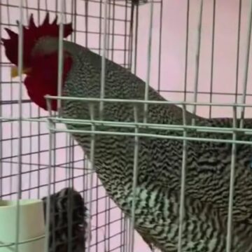 Un gallo de lujo: venta supera los $3 millones en Bolívar