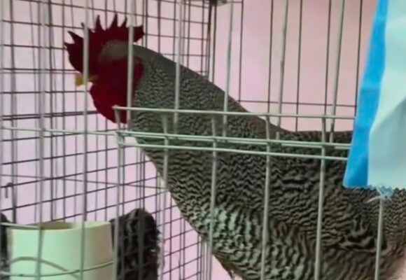 Un gallo de lujo: venta supera los $3 millones en Bolívar