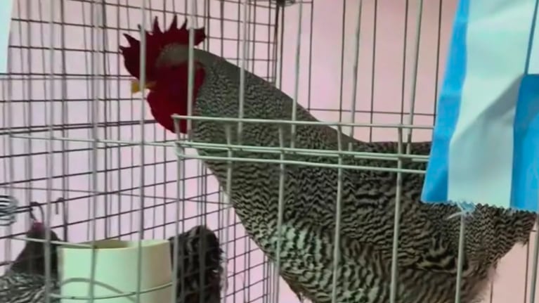 imagen-263 Un gallo de lujo: venta supera los $3 millones en Bolívar
