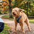 Tony Silvestre, experto en adiestramiento canino, aclara el significado de los estornudos en perros