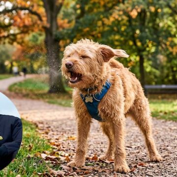 Tony Silvestre, experto en adiestramiento canino, aclara el significado de los estornudos en perros
