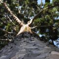 Sobreviviendo al tiempo: el legado del Árbol de Cristal en La Plata