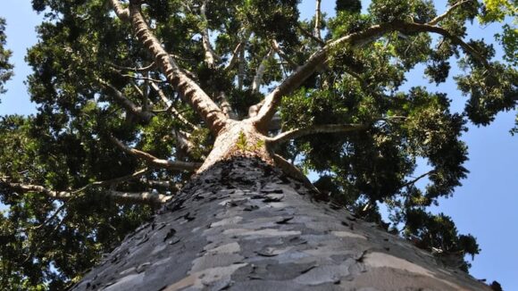 Sobreviviendo al tiempo: el legado del Árbol de Cristal en La Plata