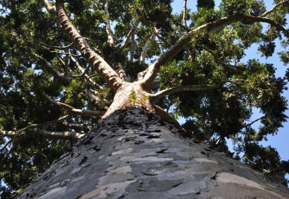 Sobreviviendo al tiempo: el legado del Árbol de Cristal en La Plata