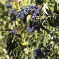 Las Especies Exóticas Invasoras Amenazan la Vegetación Nativa en Argentina