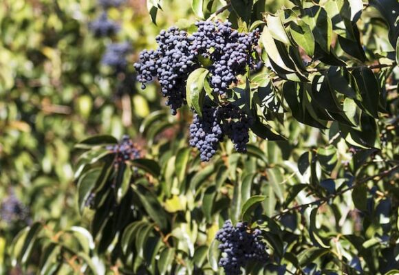 imagen-196 Las Especies Exóticas Invasoras Amenazan la Vegetación Nativa en Argentina