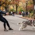 Enric Zeitz advierte sobre los errores comunes al pasear perros que tiran de la correa